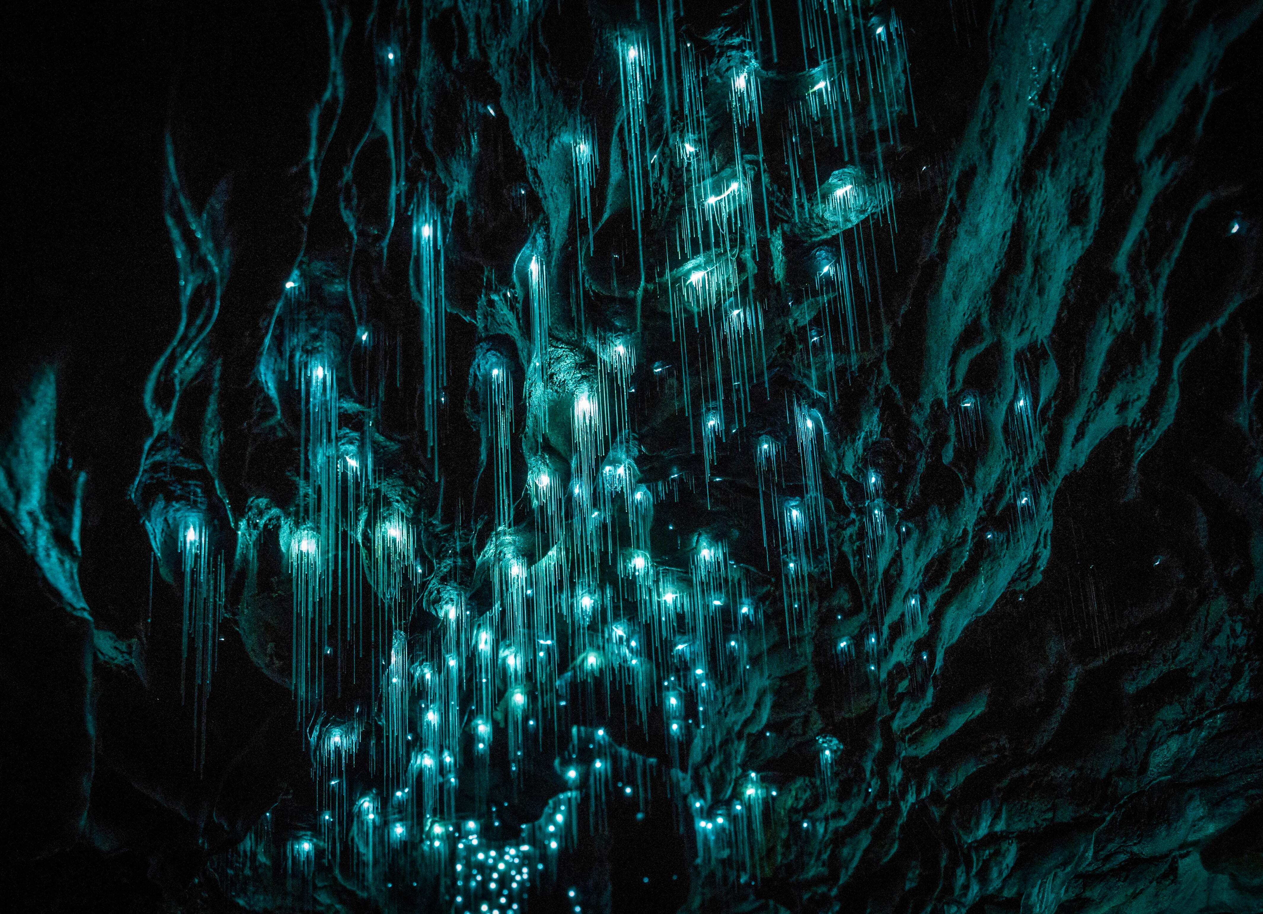Pesterile Waitomo Glowworm