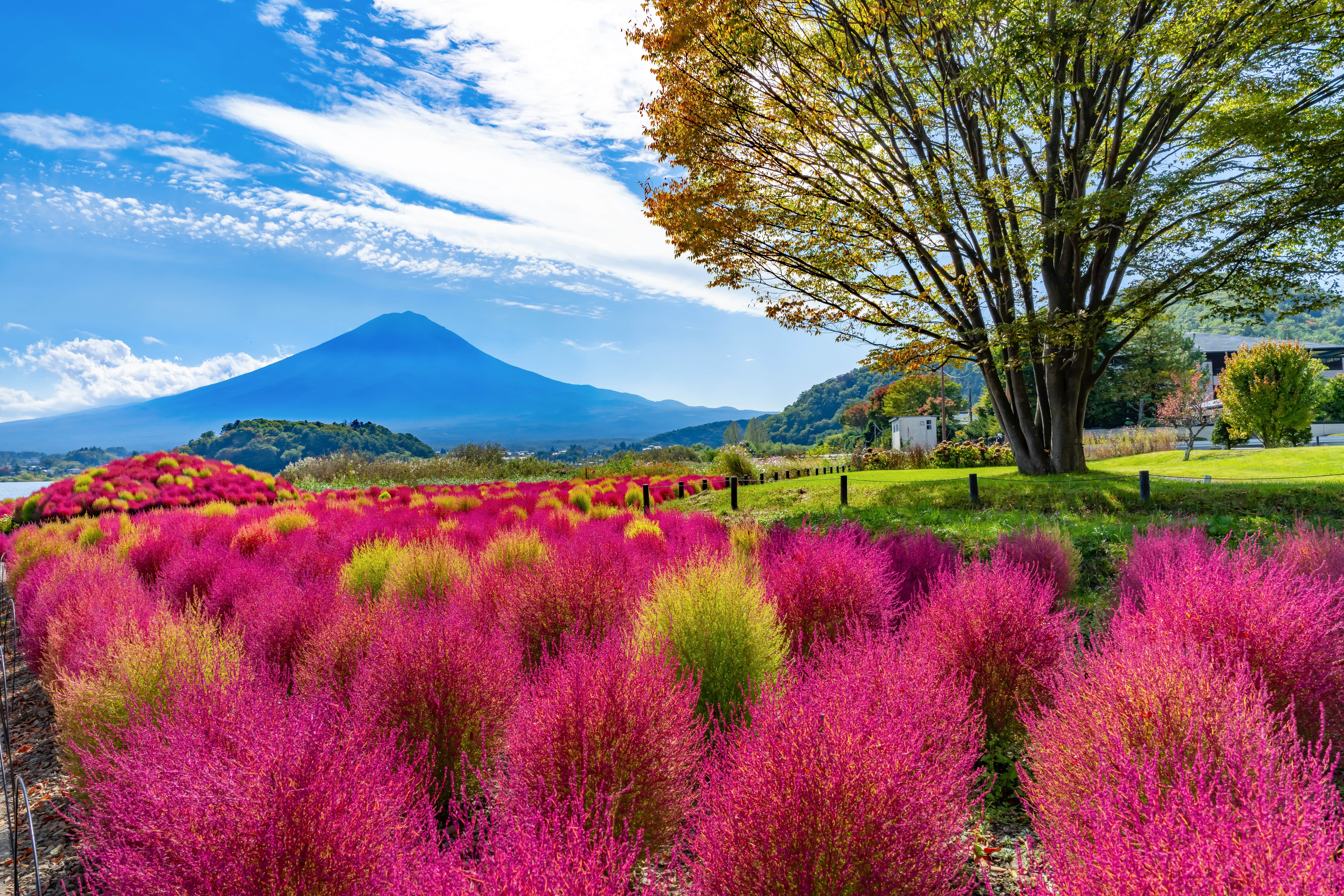 Oishi Park