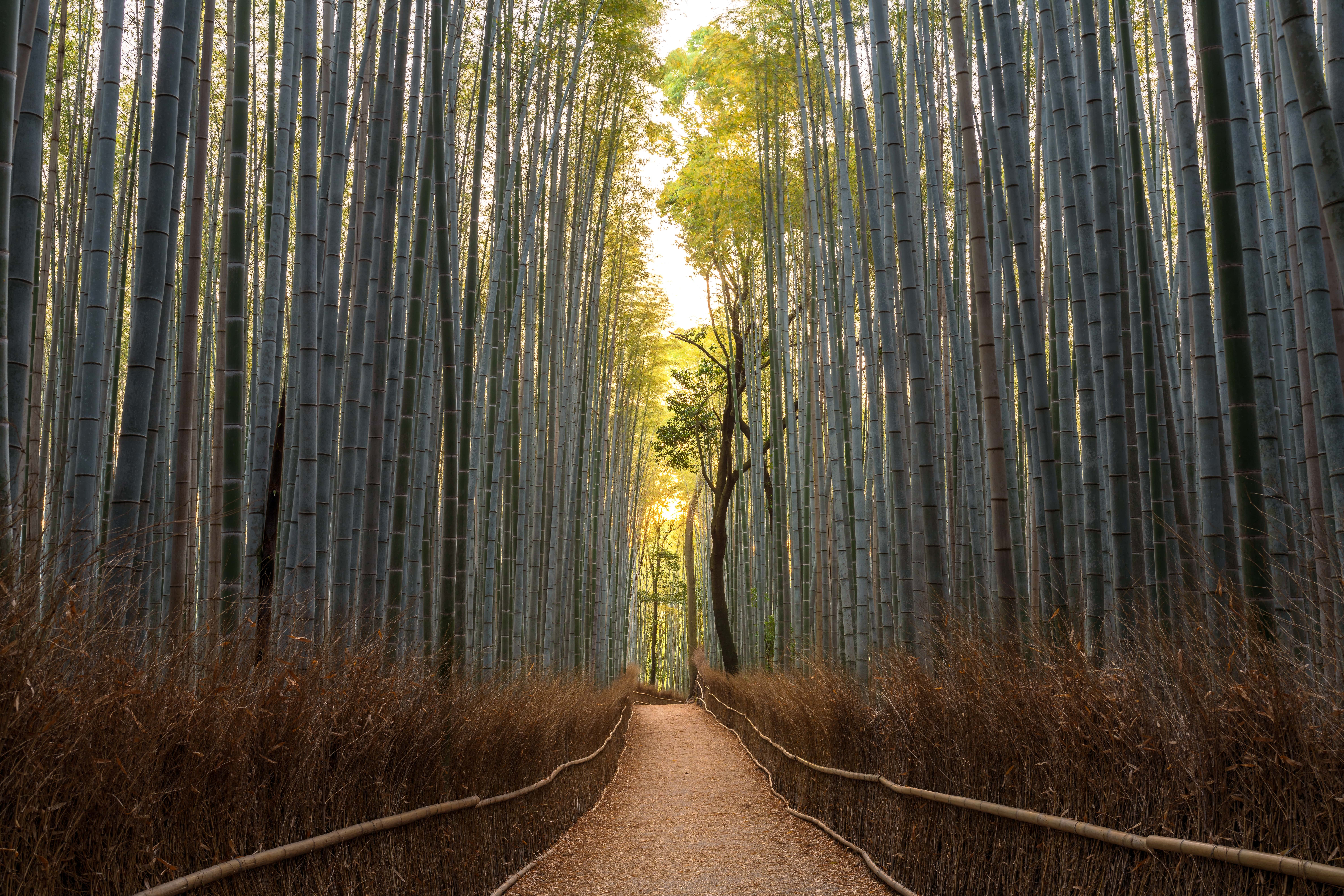 Arashiyama Bamboo Forest