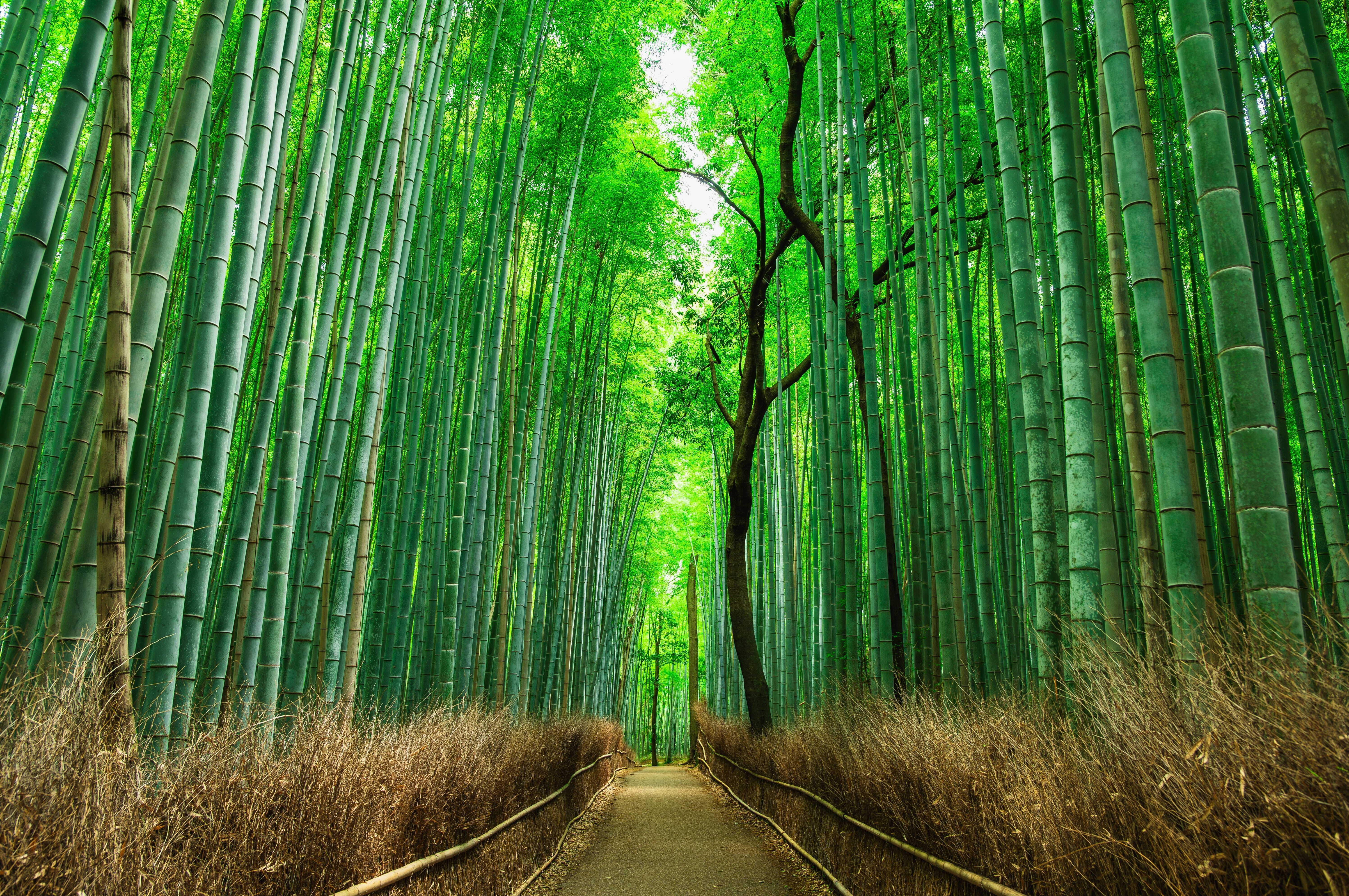 Arashiyama Bamboo Forest