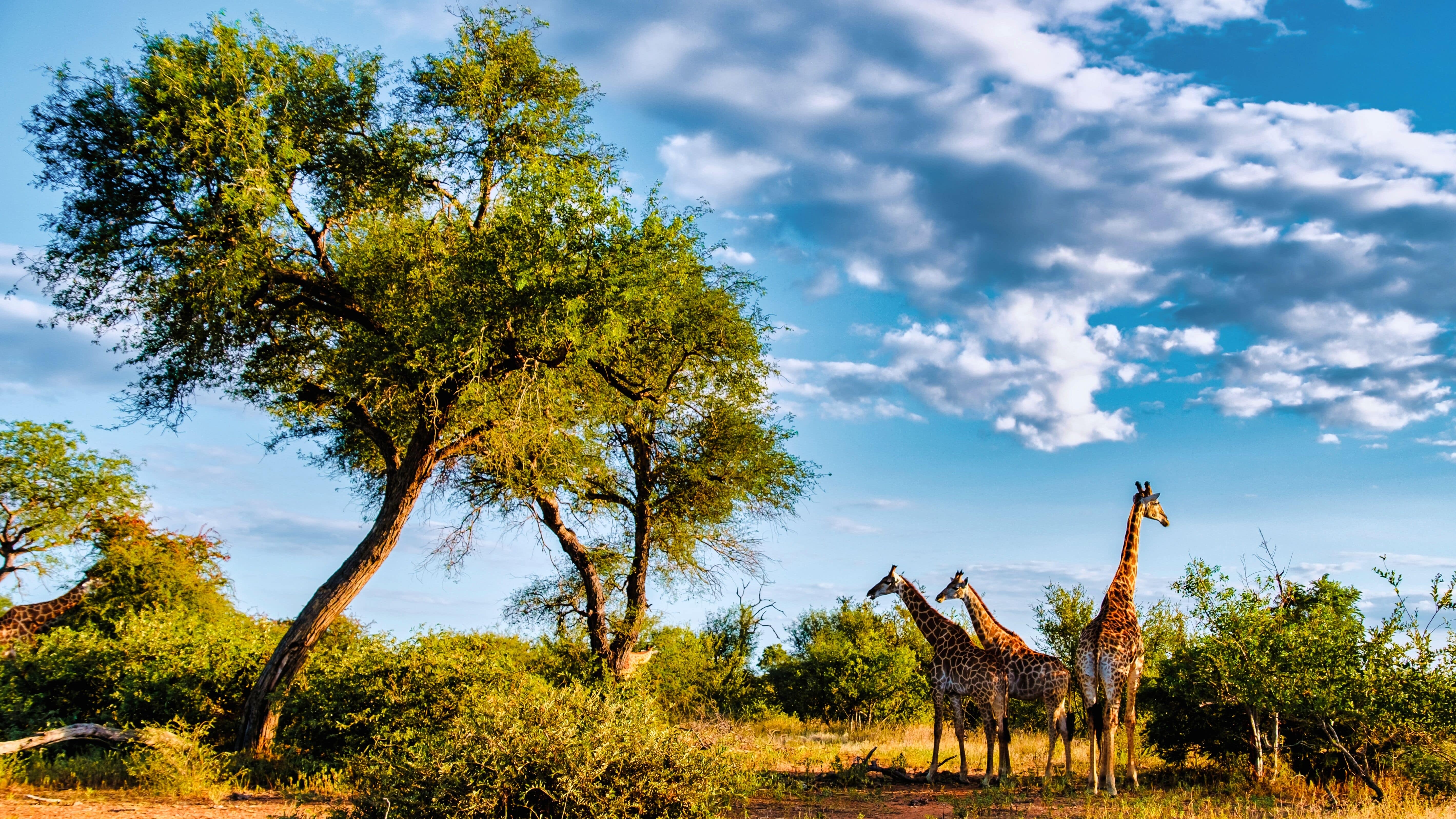 Parcul National Kruger